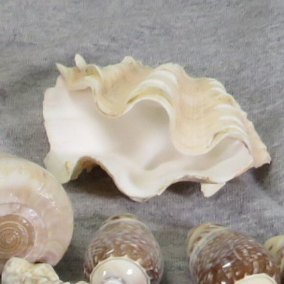 REAL Sea Shells & thick glass square vase 5" tall & wide OVER 4 POUNDS - Picture 5 of 16